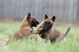 MALINOIS 848